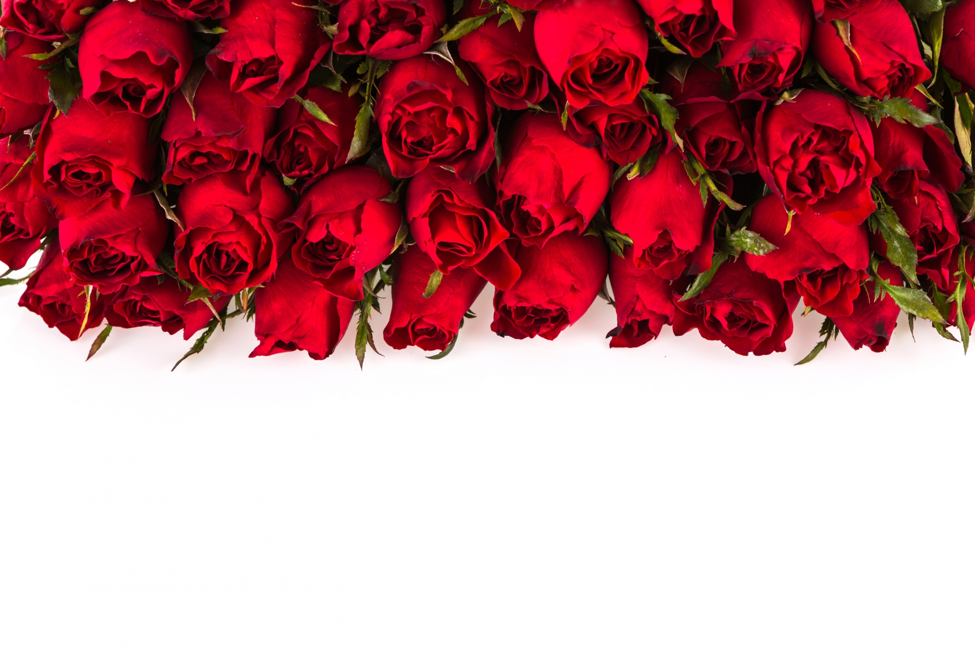 roses-on-a-white-background